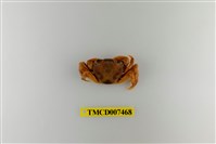 藏品(拉氏清溪蟹)的圖片